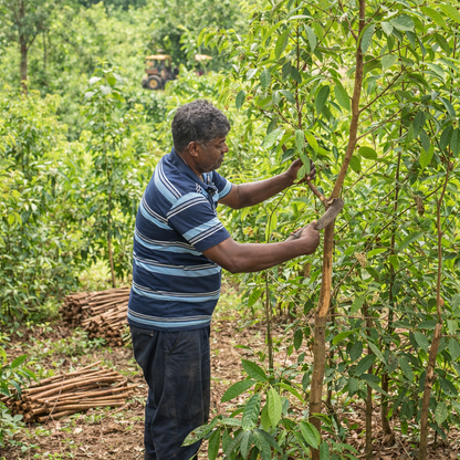 Aroma Oil Elixir Zimt