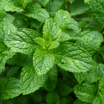 Aroma Oil Elixir Peppermint