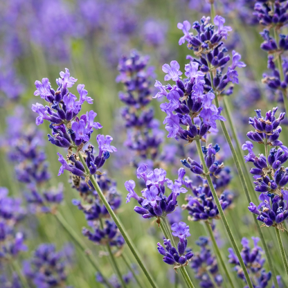 Aroma Oil Elixir Lavendel