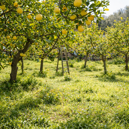 Aroma Oil Elixir Lemon
