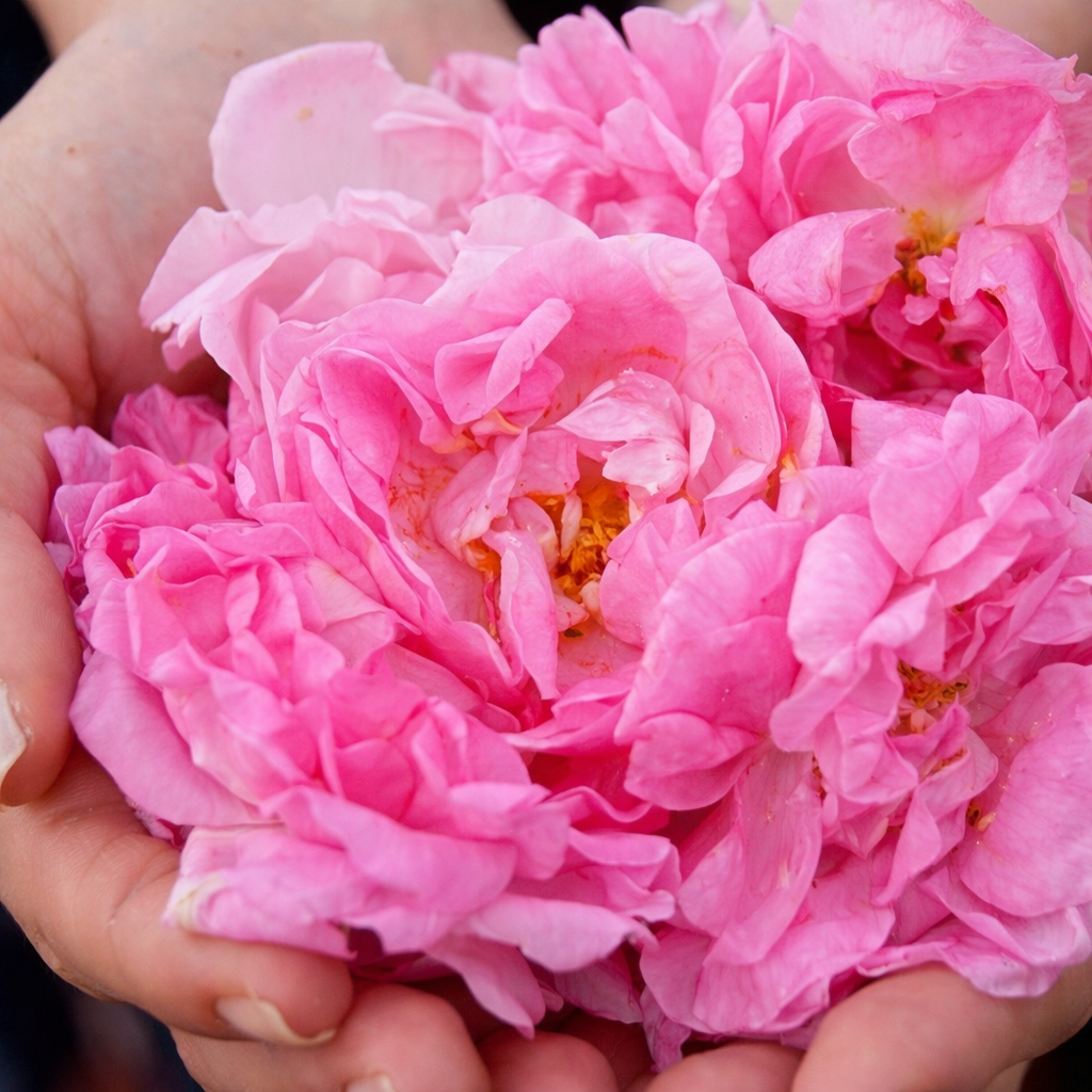 Aroma Oil Elixir Rose